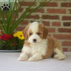 Macy, Mini Bernedoodle Puppy