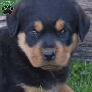 Macy, Rottweiler Puppy