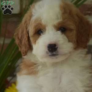 Macy, Mini Bernedoodle Puppy