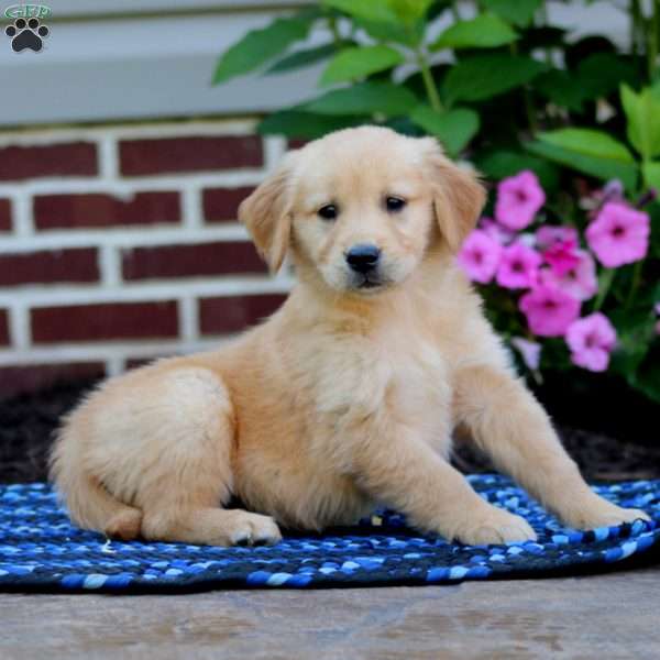 Macy, Golden Retriever Puppy