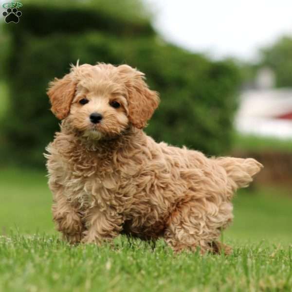 Macy, Cockapoo Puppy
