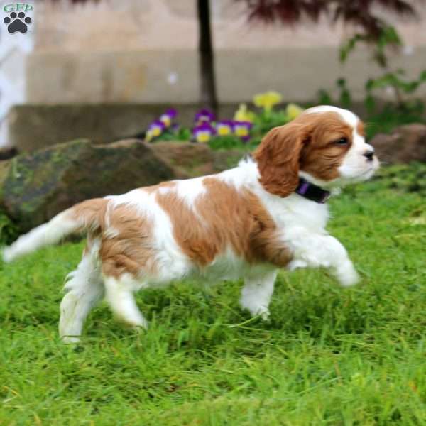 Macy, Cavalier King Charles Spaniel Puppy