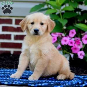 Macy, Golden Retriever Puppy