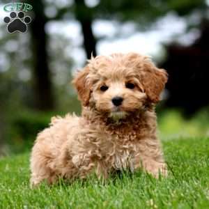Macy, Cockapoo Puppy