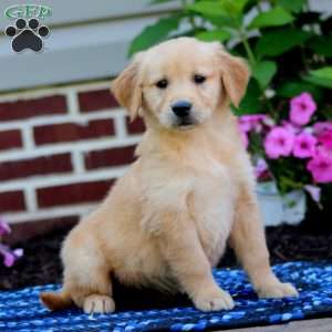 Macy, Golden Retriever Puppy