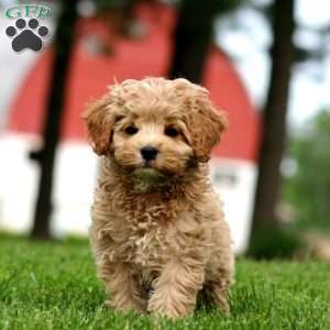 Macy, Cockapoo Puppy