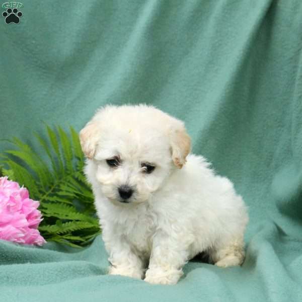 Maddie, Bichon Frise Puppy