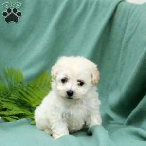 Maddie, Bichon Frise Puppy