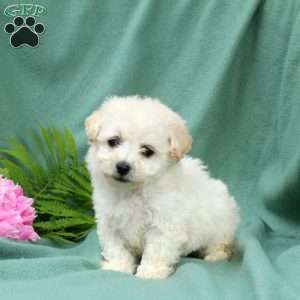Maddie, Bichon Frise Puppy