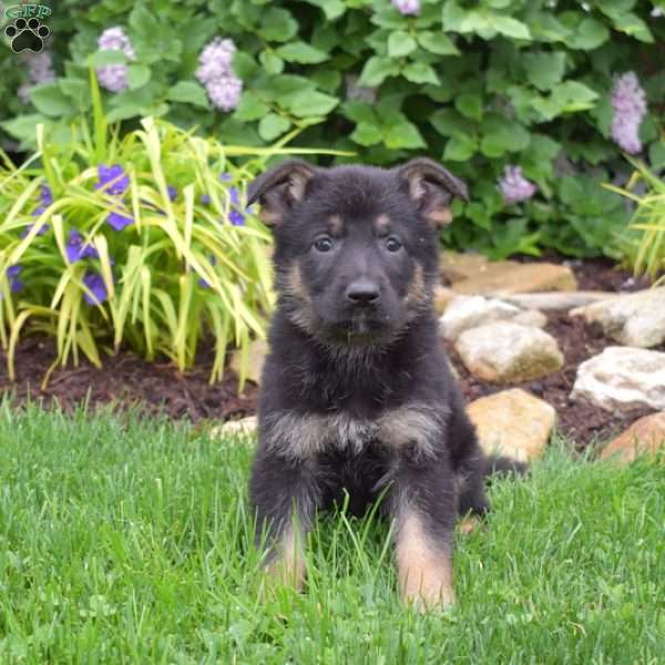 Madison, German Shepherd Puppy