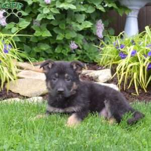 Madison, German Shepherd Puppy