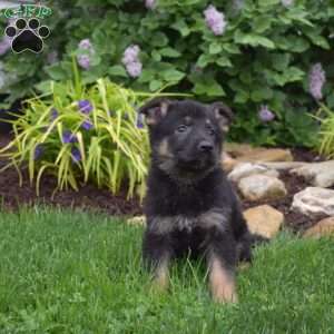 Madison, German Shepherd Puppy