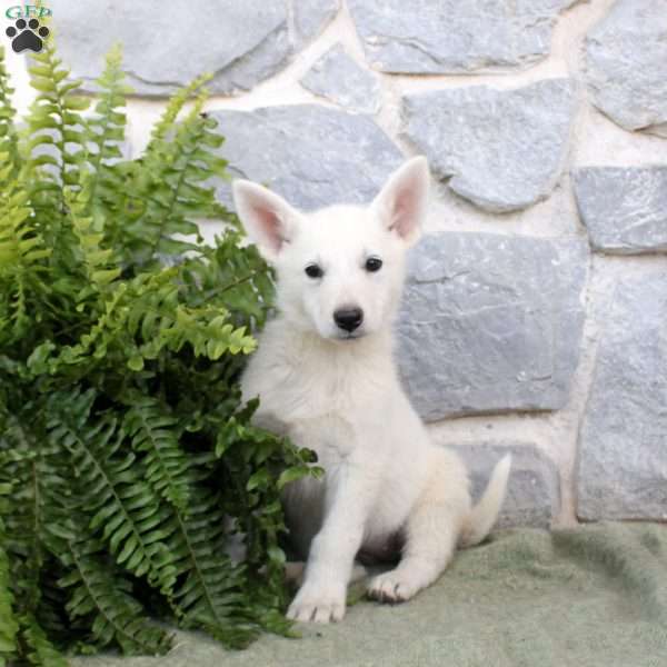 Madison, German Shepherd Puppy