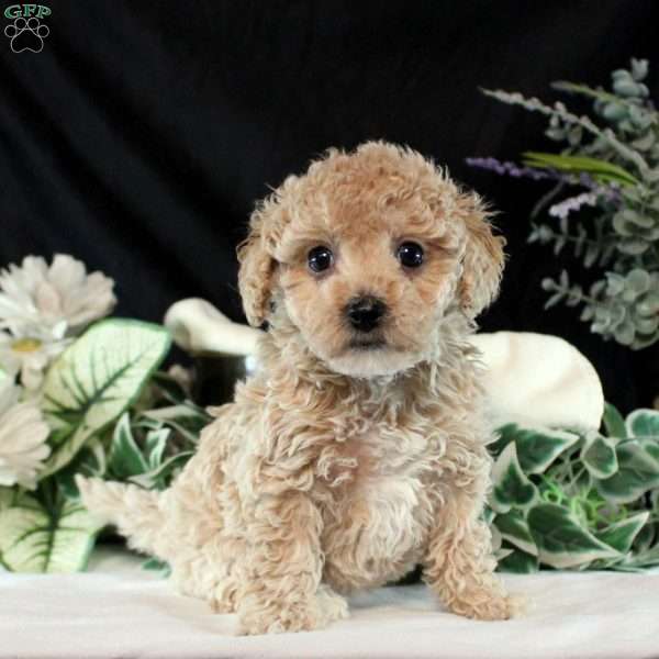 Madison, Bich-Poo Puppy
