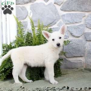 Madison, German Shepherd Puppy