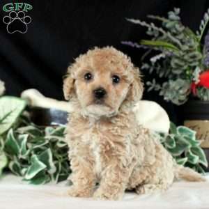 Madison, Bich-Poo Puppy