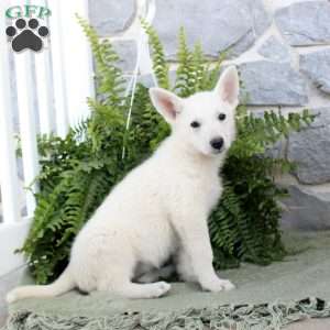 Madison, German Shepherd Puppy