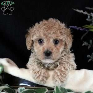 Madison, Bich-Poo Puppy