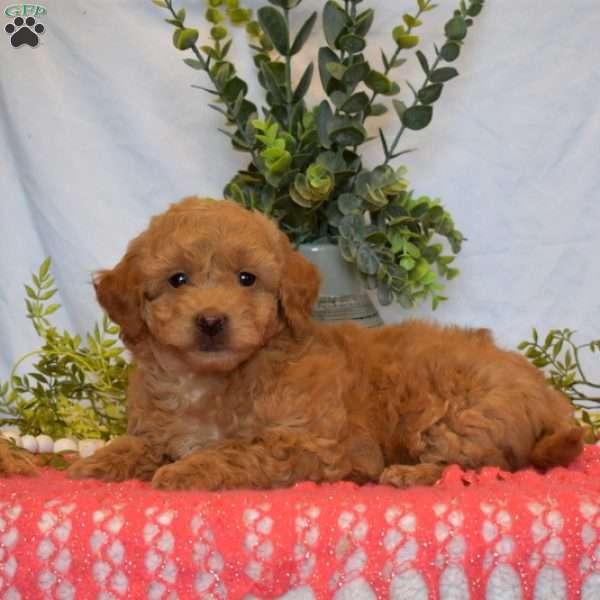 Maggie, Mini Goldendoodle Puppy