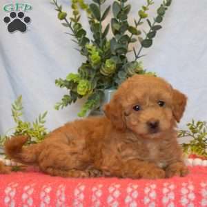 Maggie, Mini Goldendoodle Puppy