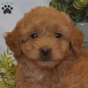 Maggie, Mini Goldendoodle Puppy