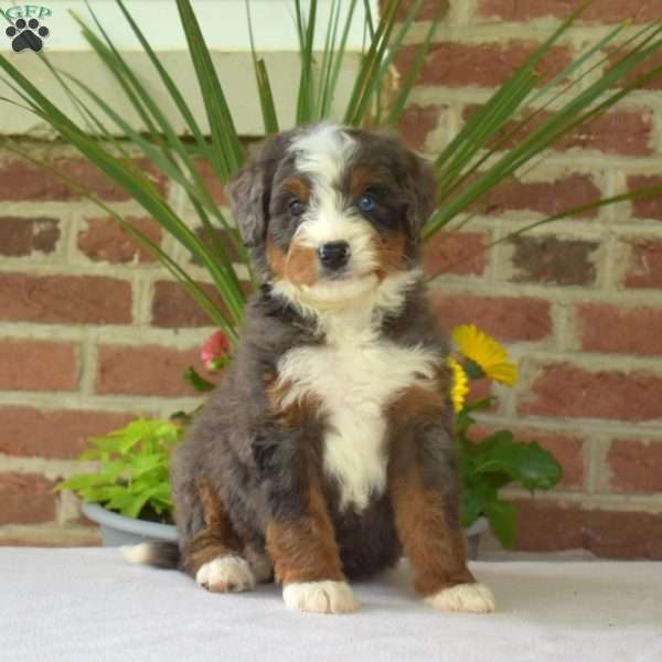Magic, Mini Bernedoodle Puppy