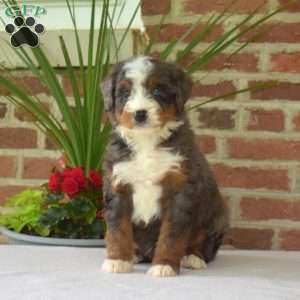Magic, Mini Bernedoodle Puppy