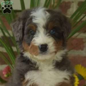 Magic, Mini Bernedoodle Puppy