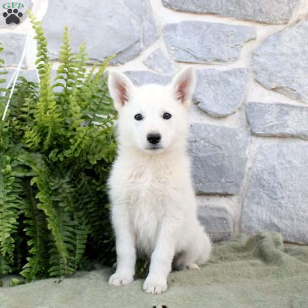 Maisie, German Shepherd Puppy