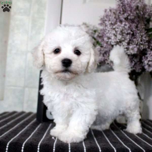 Maisie, Bichon Frise Puppy