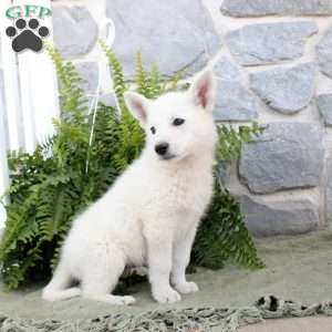 Maisie, German Shepherd Puppy