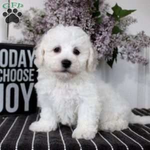 Maisie, Bichon Frise Puppy
