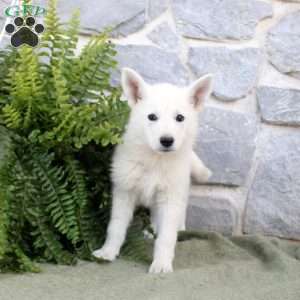 Maisie, German Shepherd Puppy