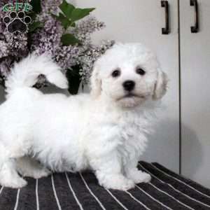 Maisie, Bichon Frise Puppy