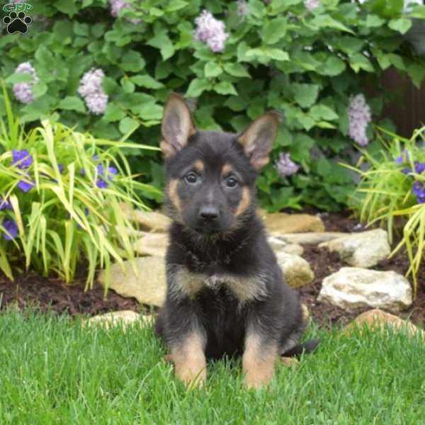 Major, German Shepherd Puppy