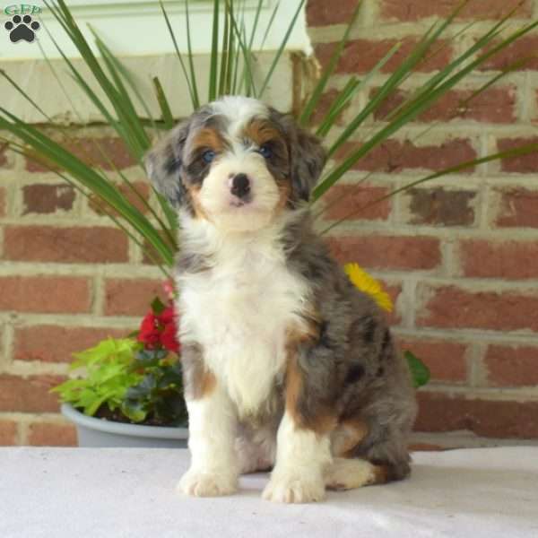 Major, Mini Bernedoodle Puppy