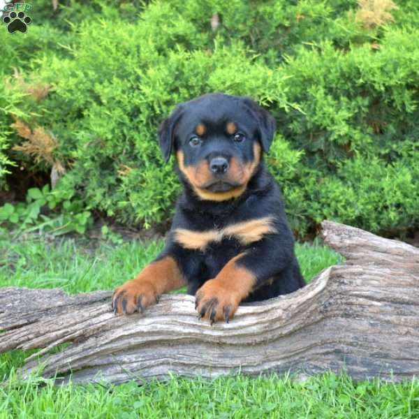 Major, Rottweiler Puppy