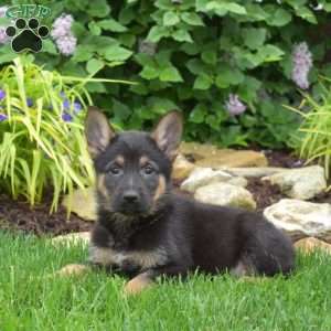 Major, German Shepherd Puppy