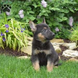 Major, German Shepherd Puppy