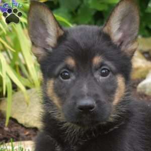 Major, German Shepherd Puppy