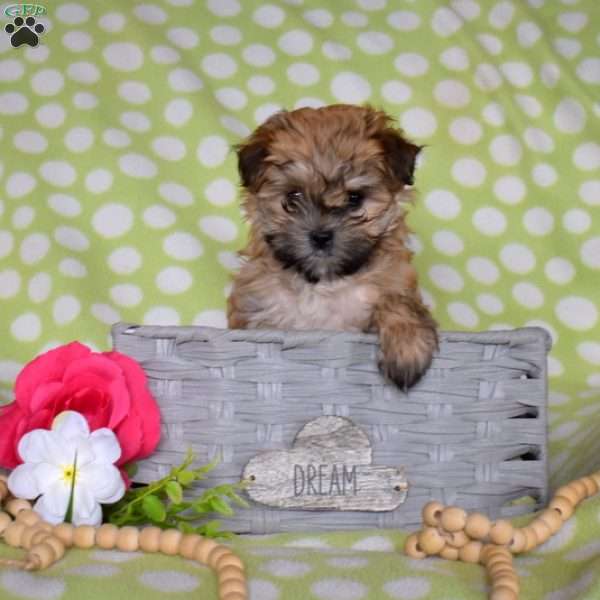 Makayla, Maltese Mix Puppy