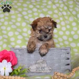 Makayla, Maltese Mix Puppy