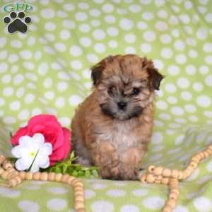 Makayla, Maltese Mix Puppy