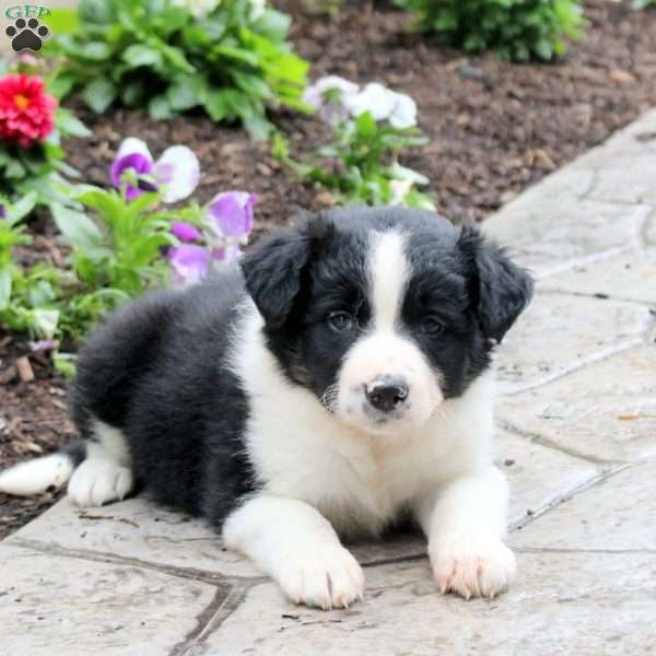 Mandy, Border Collie Puppy