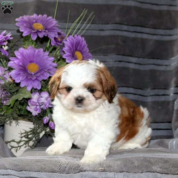 Mandy, Teddy Bear Puppy