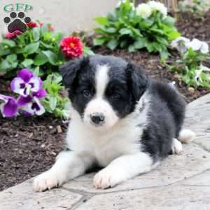 Mandy, Border Collie Puppy