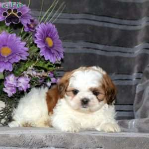 Mandy, Teddy Bear Puppy