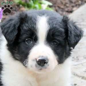 Mandy, Border Collie Puppy