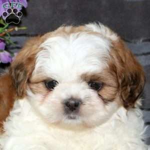 Mandy, Teddy Bear Puppy
