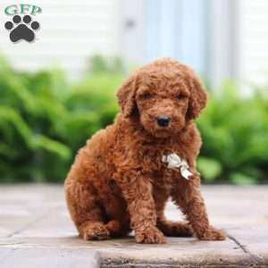 Mango, Goldendoodle Puppy
